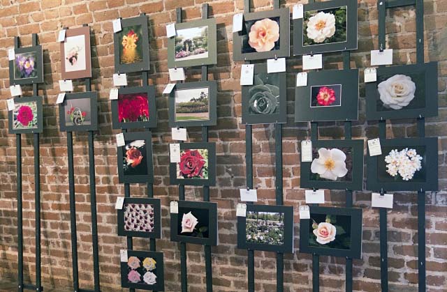 Photo Entries